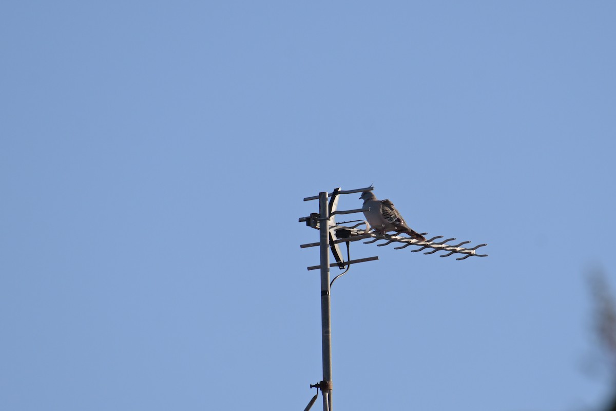 Crested Pigeon - ML643375047
