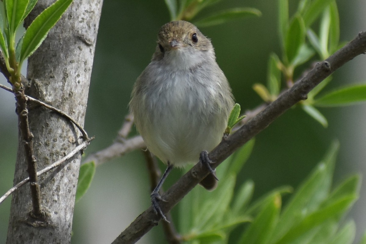Fulvous-crowned Scrub-Tyrant - ML643375050