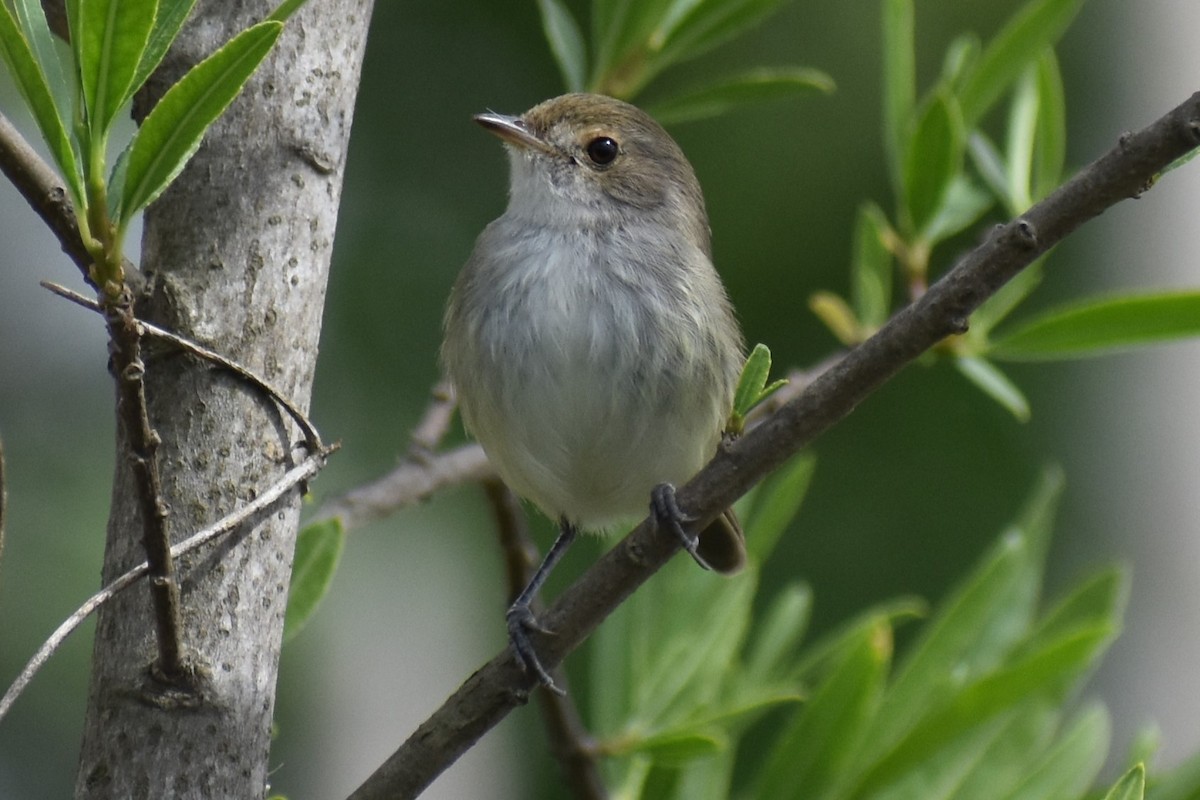 Fulvous-crowned Scrub-Tyrant - ML643375051