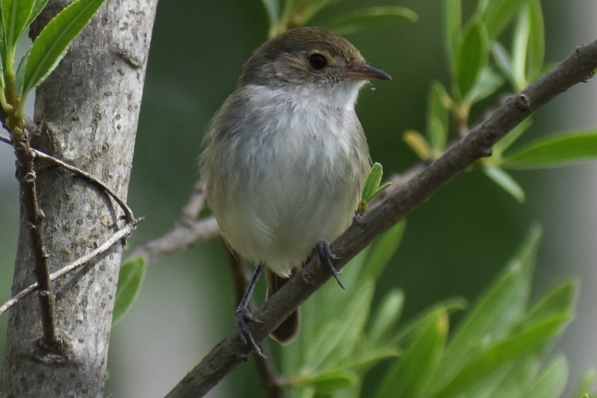 Fulvous-crowned Scrub-Tyrant - ML643375052