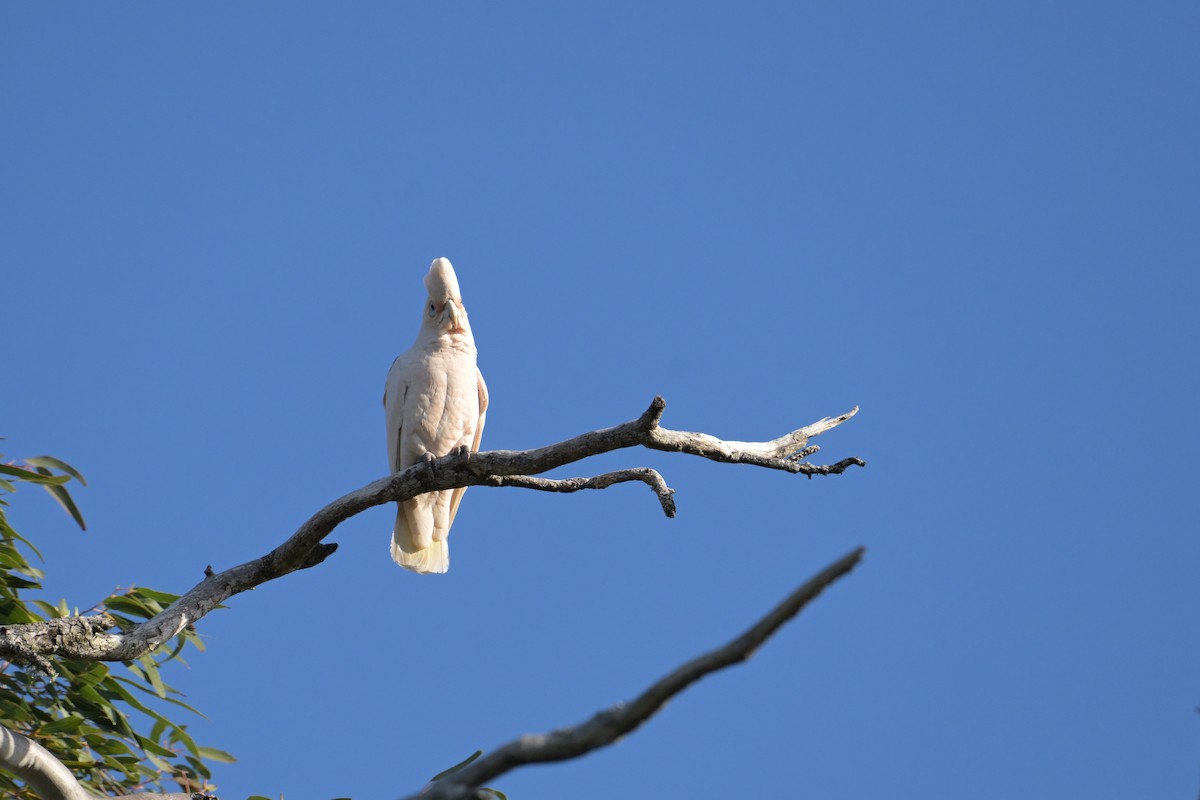 Little Corella - ML643375056
