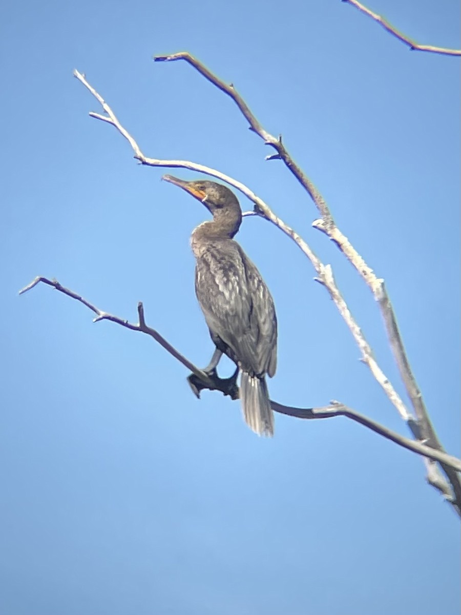 Double-crested Cormorant - ML643375059