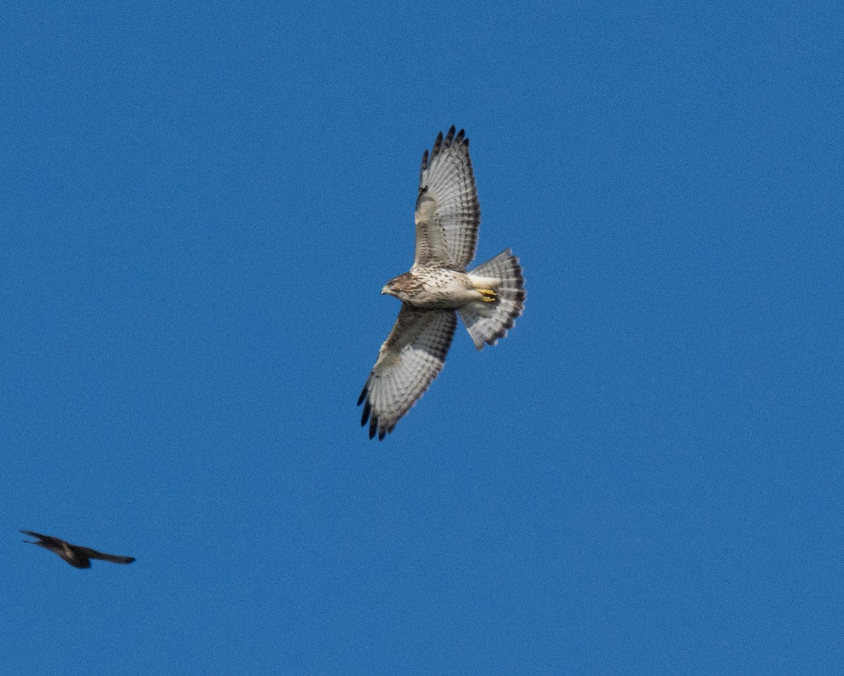 Broad-winged Hawk - ML643375084