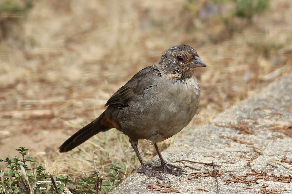 California Towhee - ML643375086