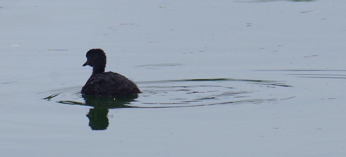 Least Grebe - ML643375104