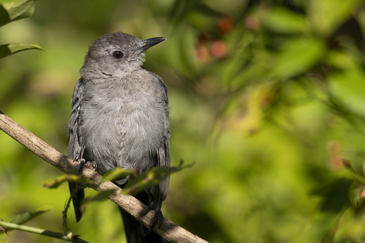 Gray Catbird - ML643375113