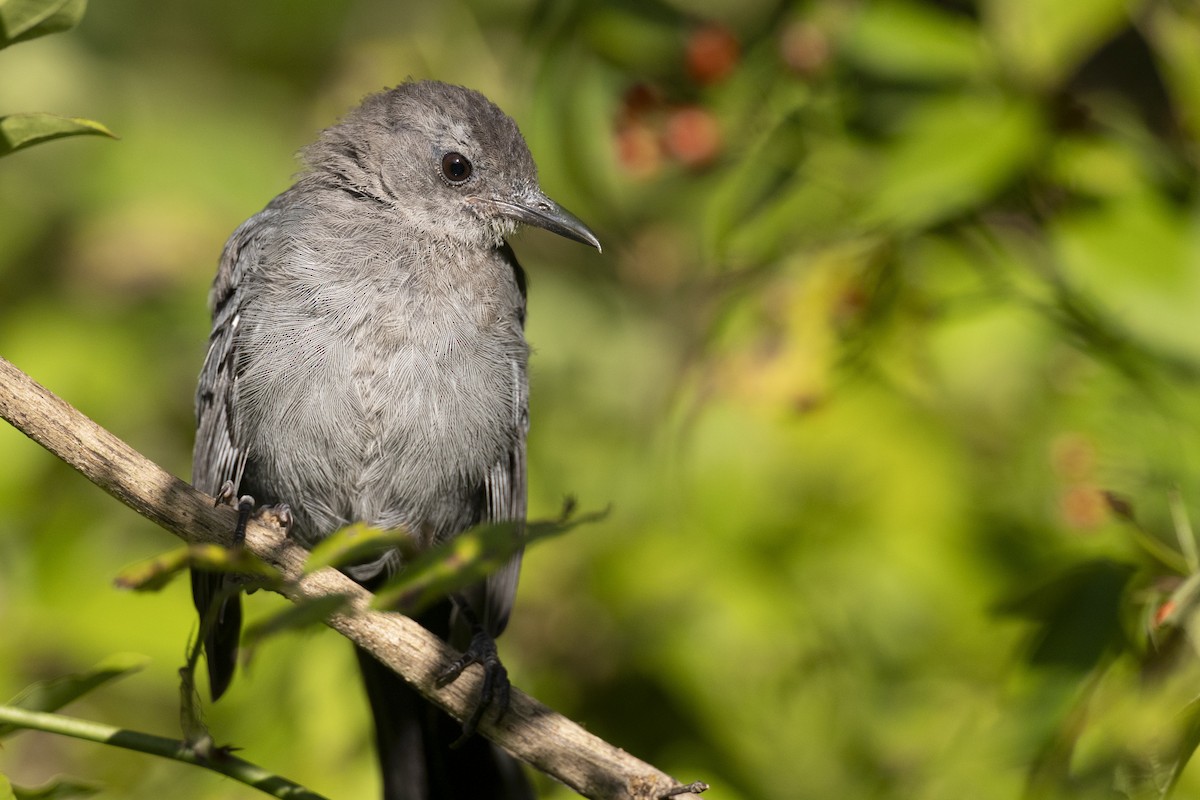 Gray Catbird - ML643375114
