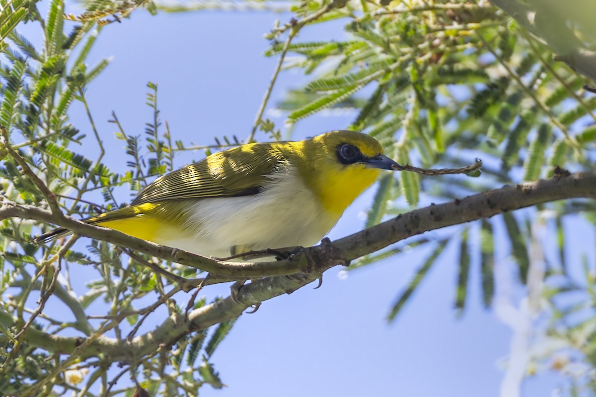 Black-ringed White-eye - ML643375125