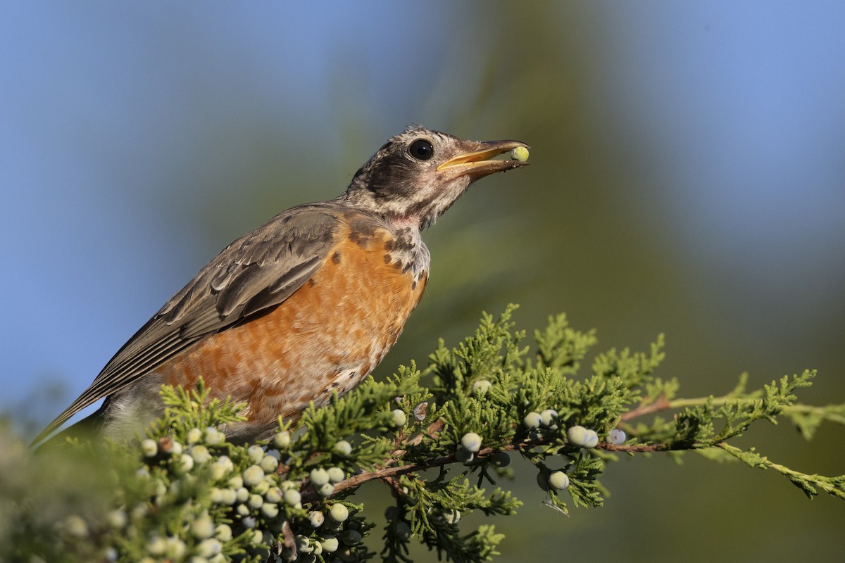 vandretrost - ML643375136