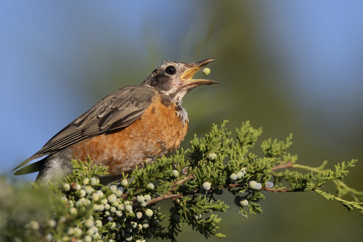 vandretrost - ML643375137