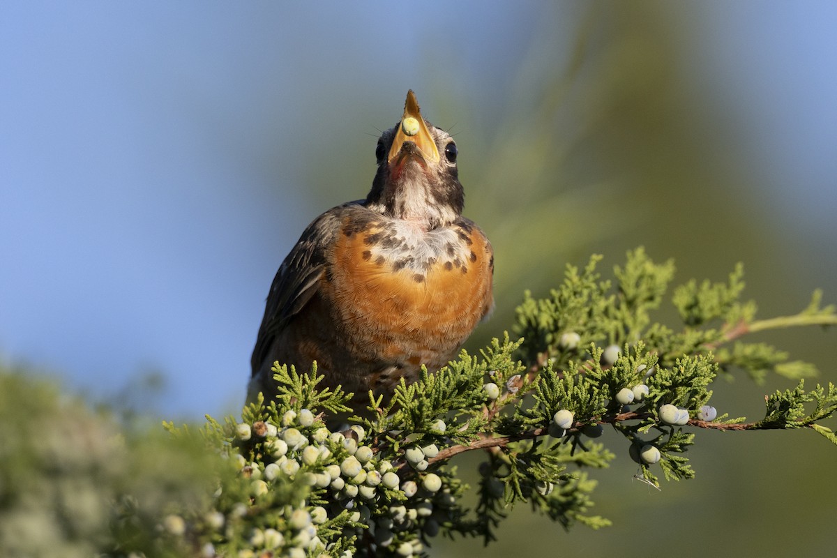 vandretrost - ML643375138