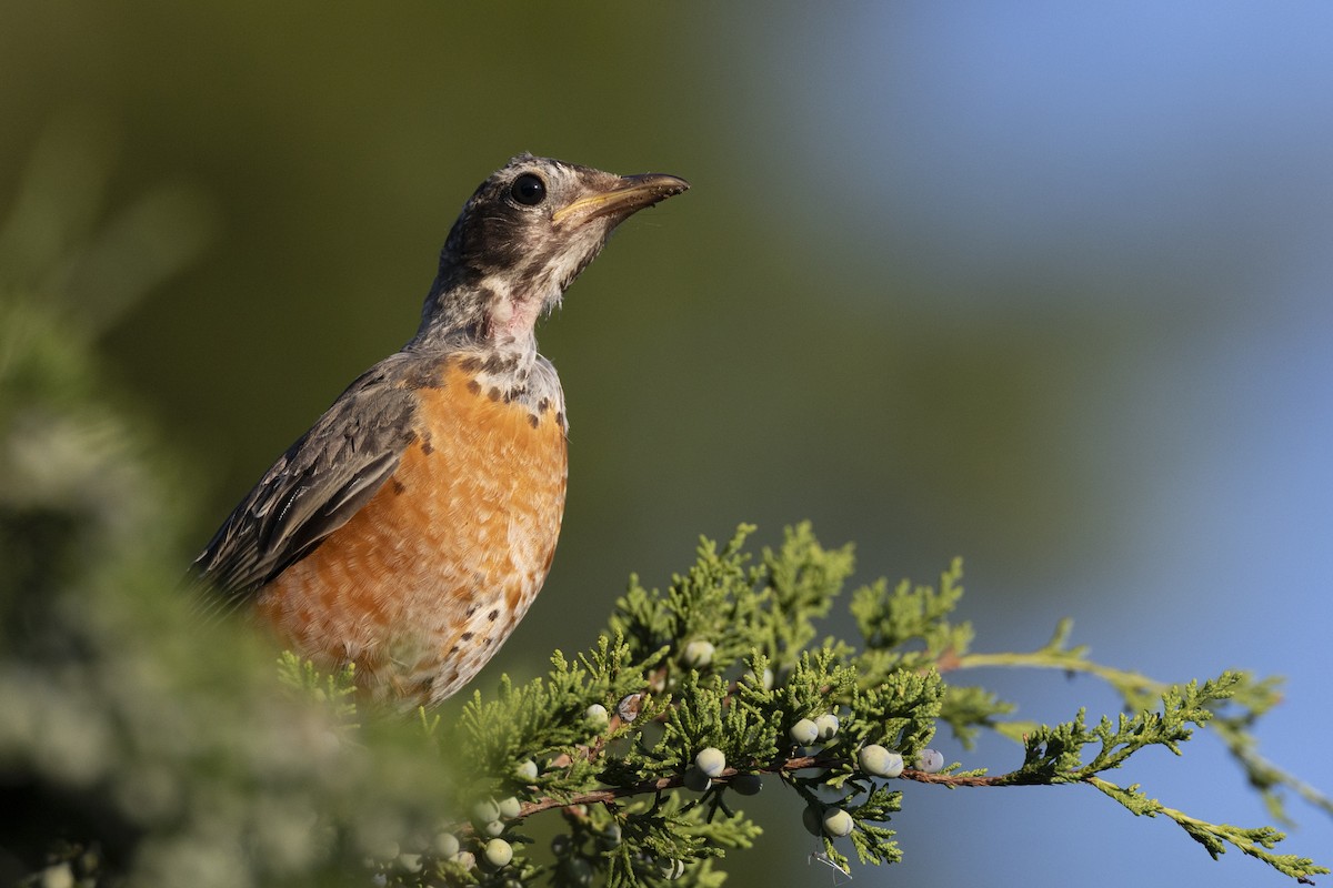 vandretrost - ML643375139