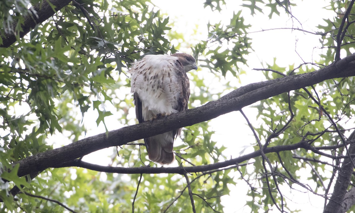 Red-tailed Hawk - ML643375152