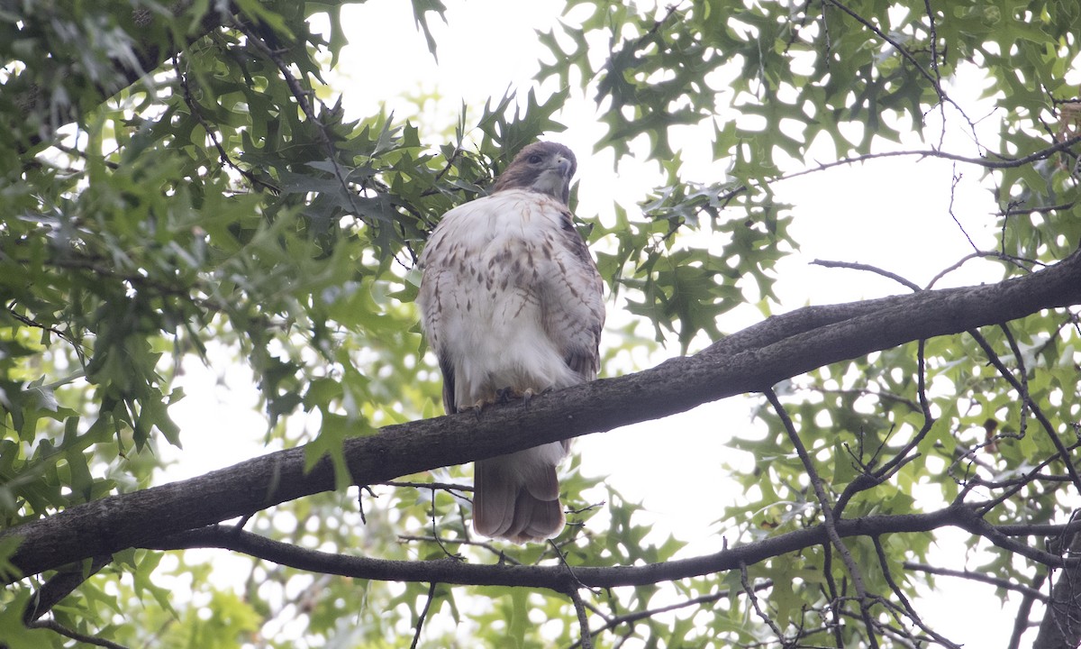 Red-tailed Hawk - ML643375154