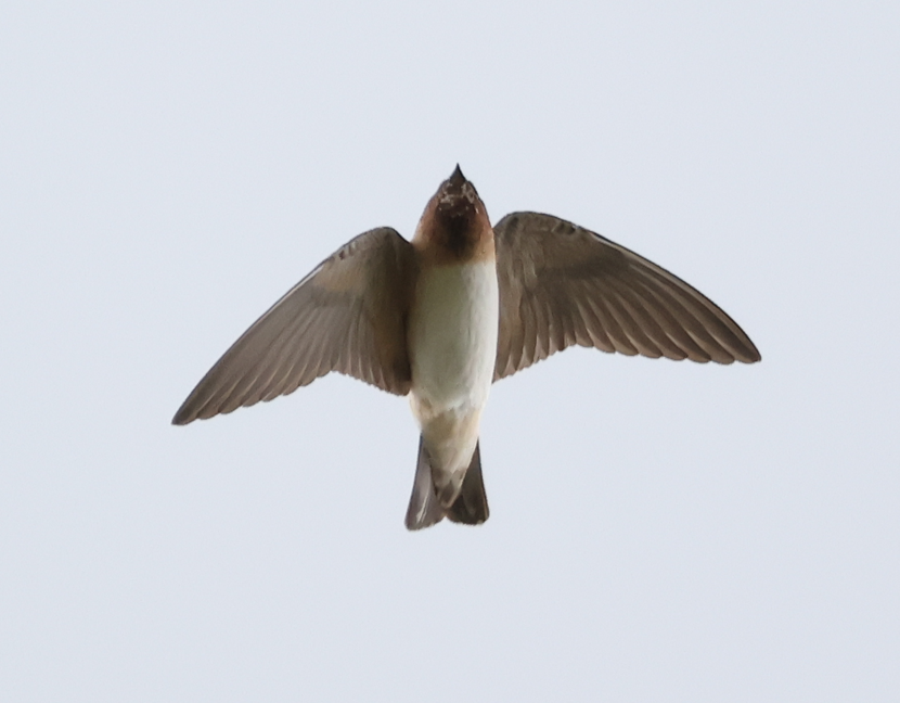 Cliff Swallow - ML643375165