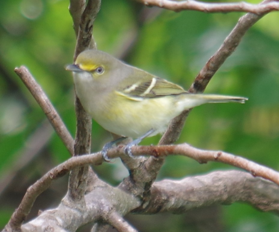 White-eyed Vireo - ML643375195