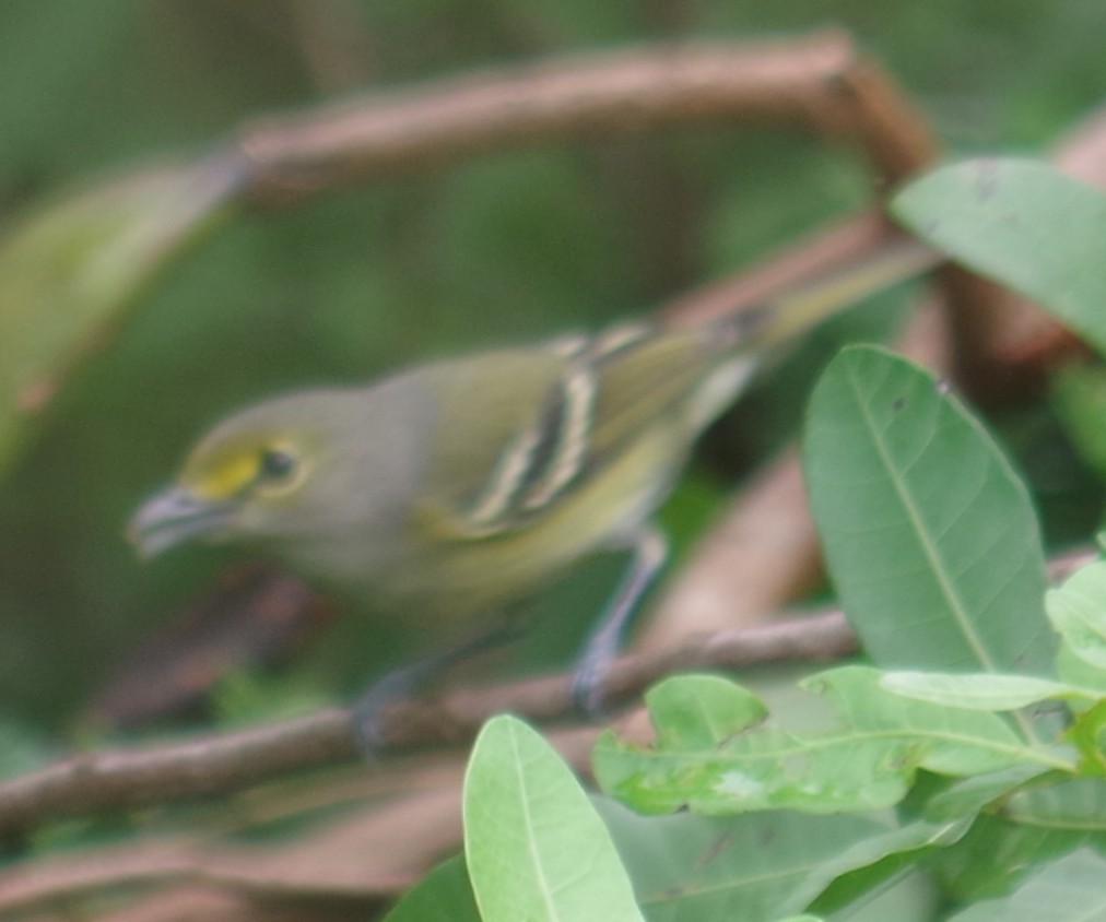White-eyed Vireo - ML643375196