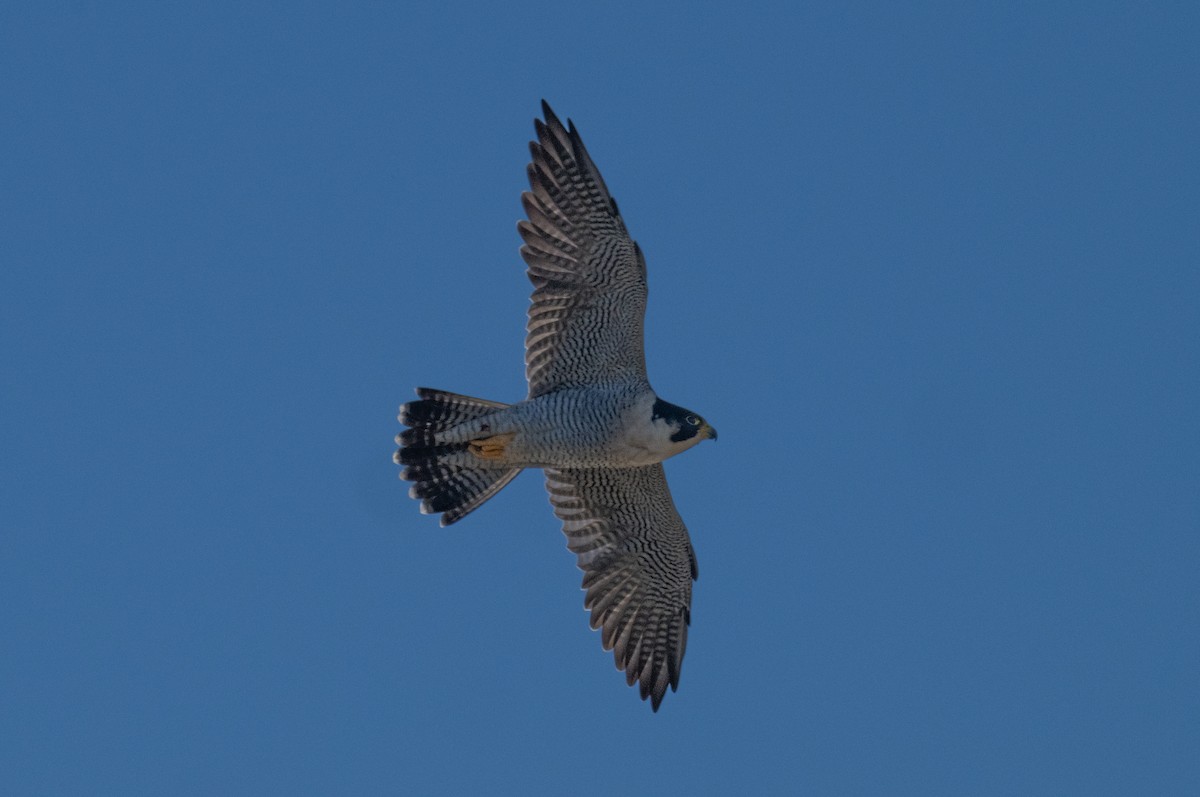 遊隼 - ML643375198