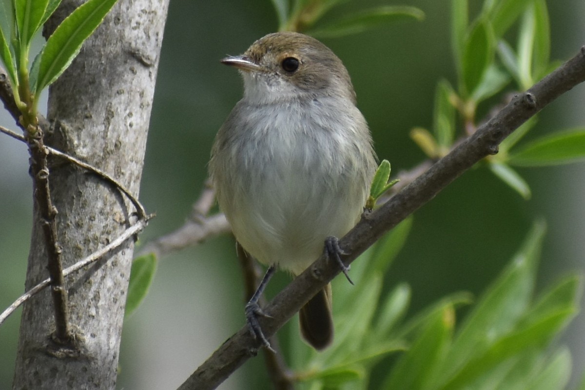 Fulvous-crowned Scrub-Tyrant - ML643375209