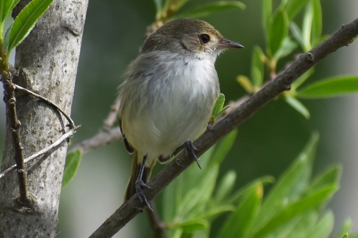 Fulvous-crowned Scrub-Tyrant - ML643375210