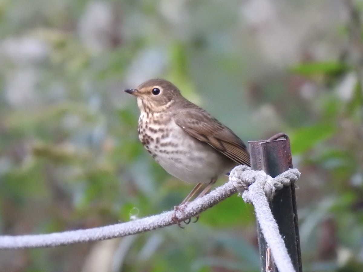 Swainson's Thrush - ML643375215