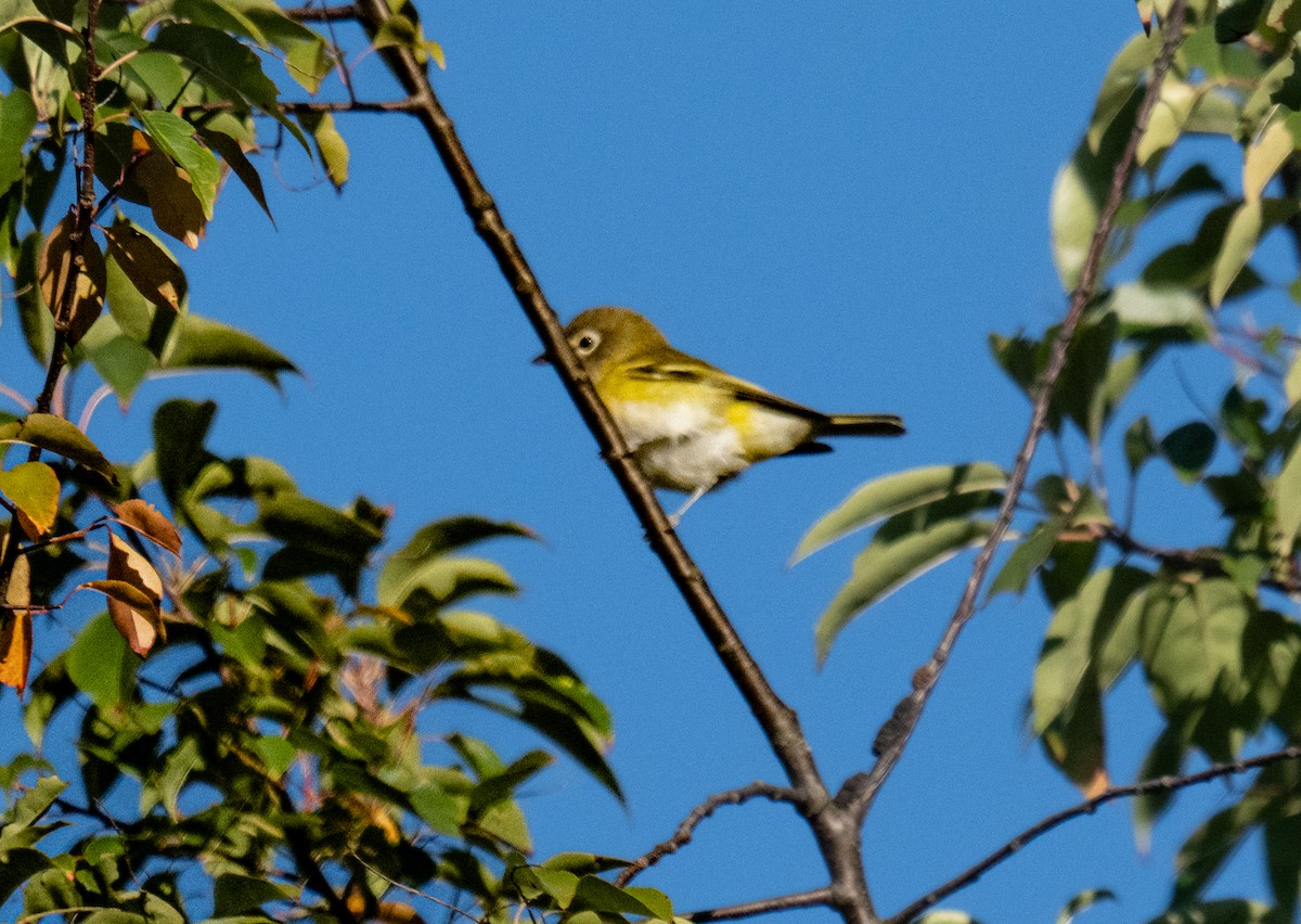 Blue-headed Vireo - ML643375231