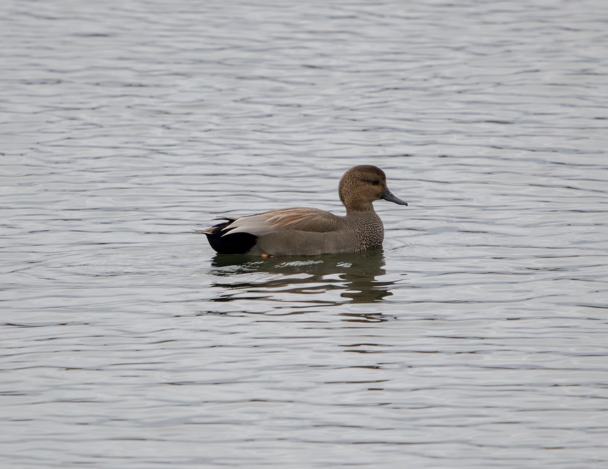 Gadwall - ML643375248