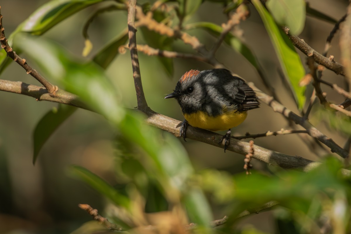 Paruline ardoisée - ML643375254