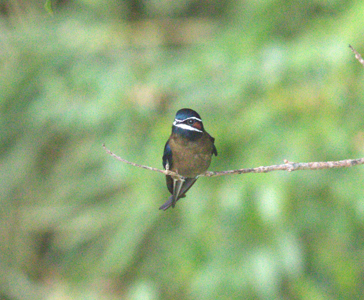 Whiskered Treeswift - ML643375255