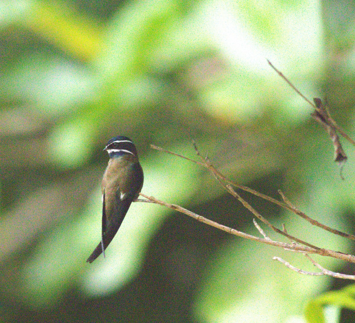 Whiskered Treeswift - ML643375256