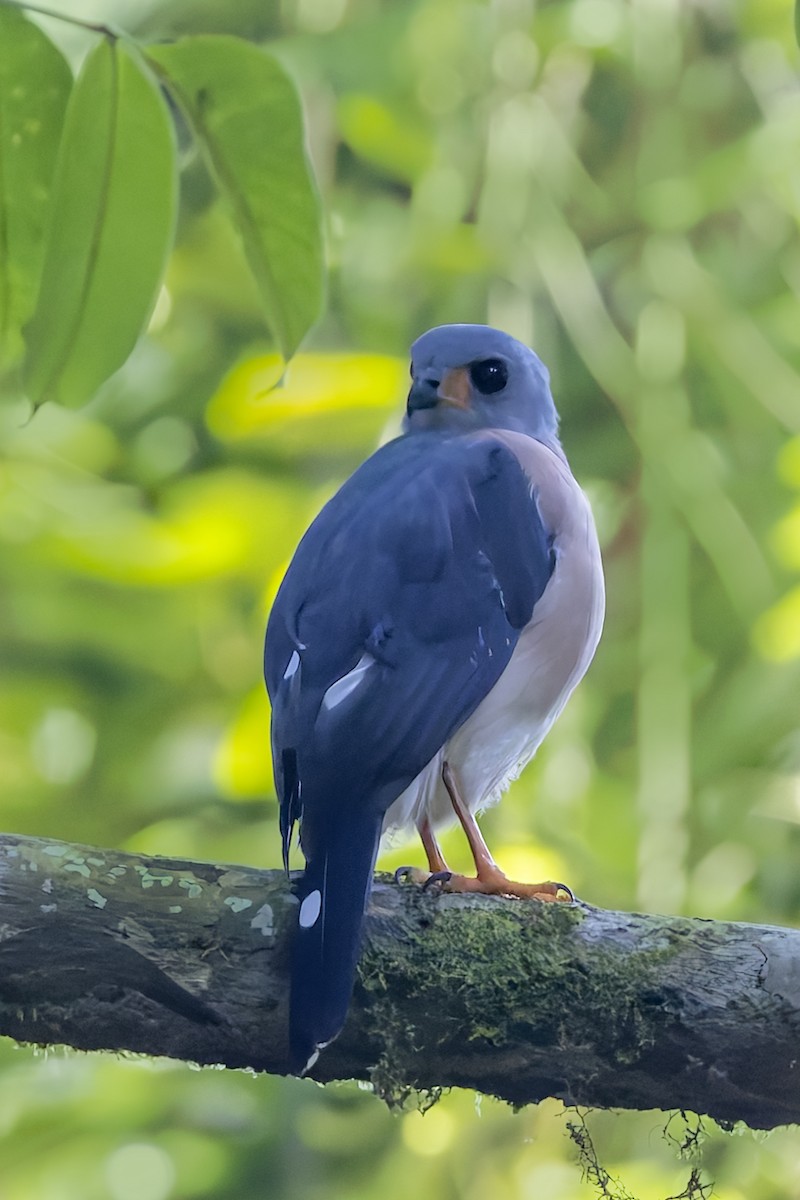 Spot-tailed Goshawk - ML643375257