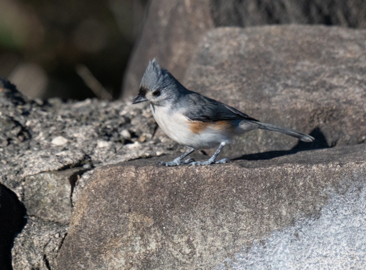 Tufted Titmouse - ML643375268