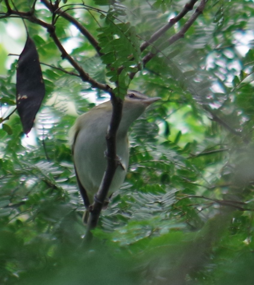 Red-eyed Vireo - ML643375272