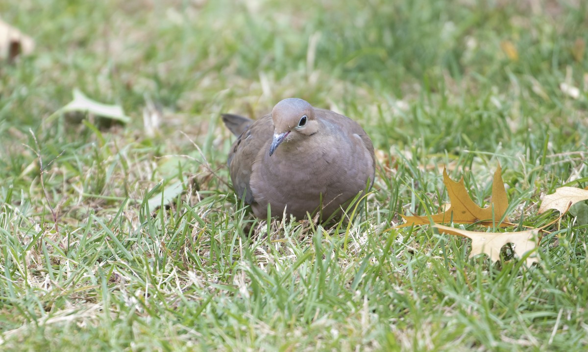 Mourning Dove - ML643375285