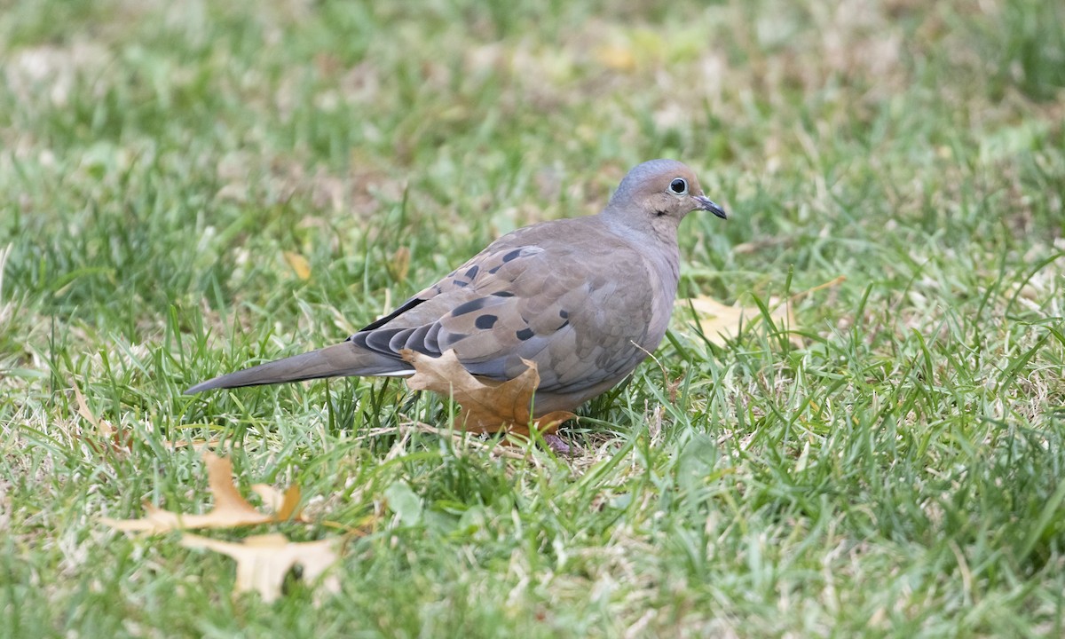 Mourning Dove - ML643375286