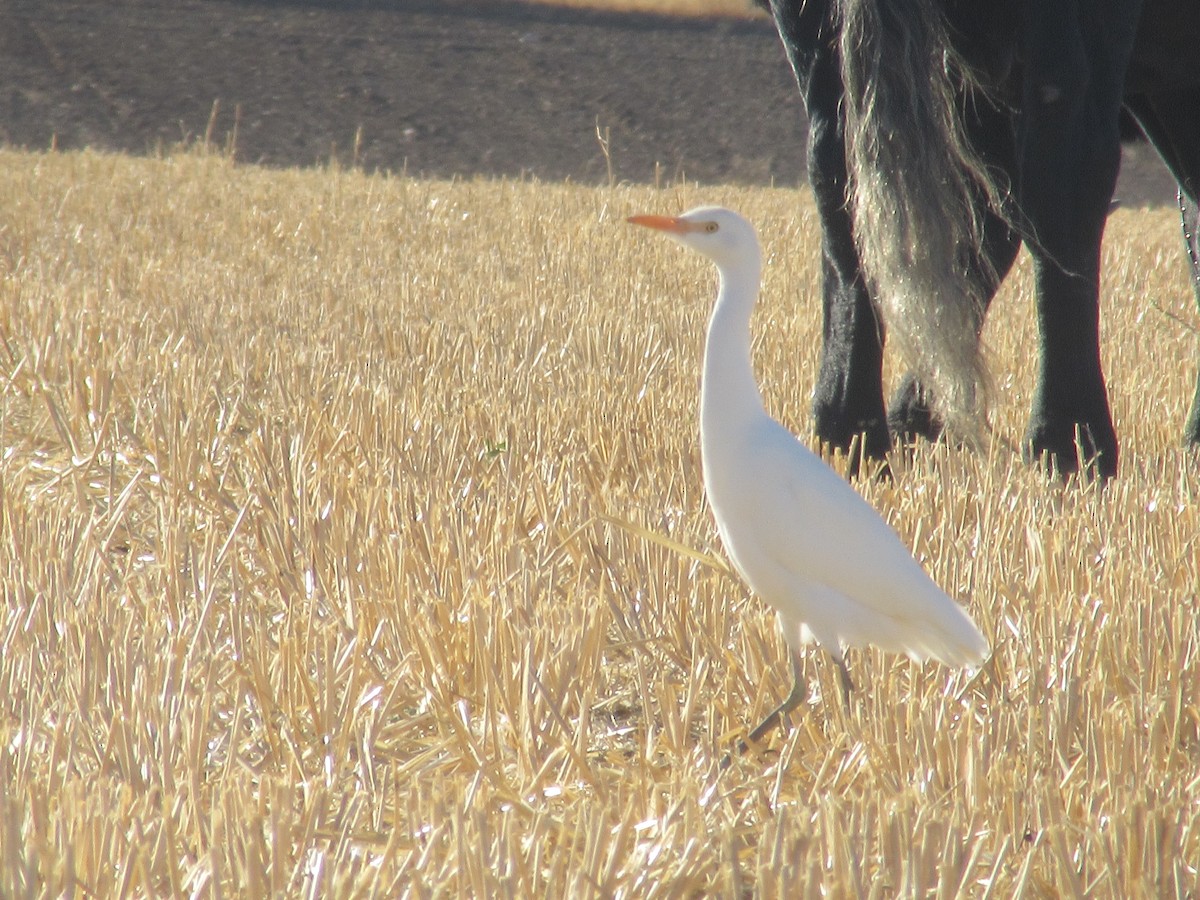 Western Cattle-Egret - ML643375291