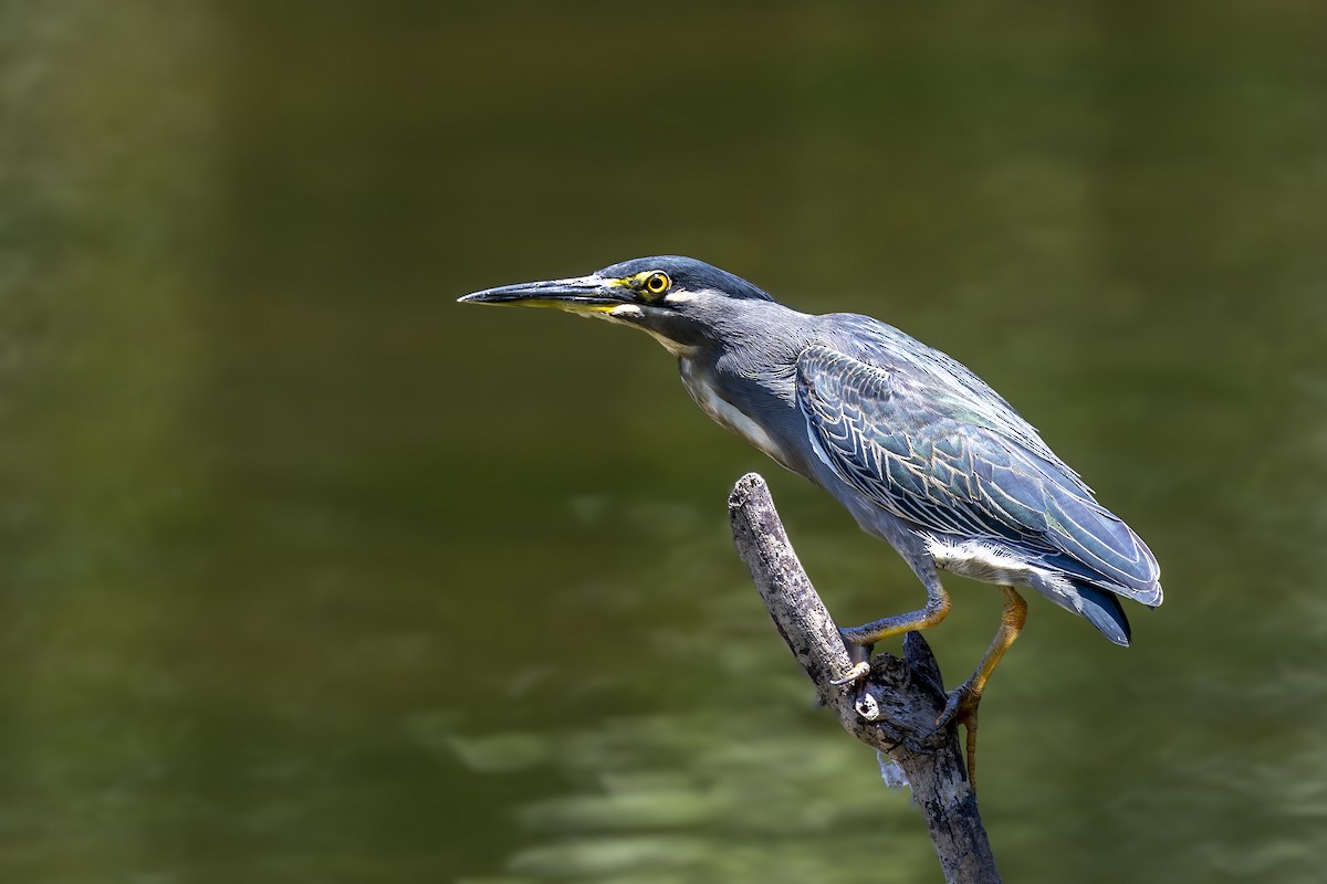 Striated Heron (Old World) - ML643375299