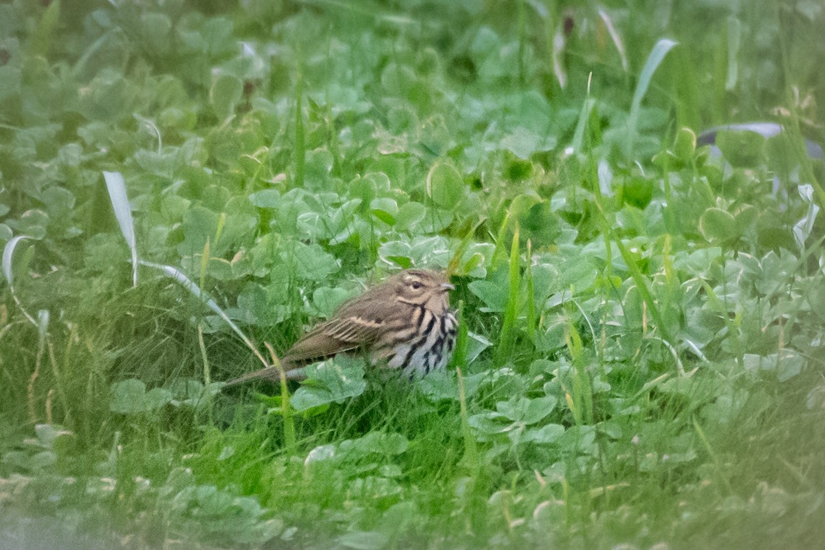 Pipit à dos olive - ML643375301