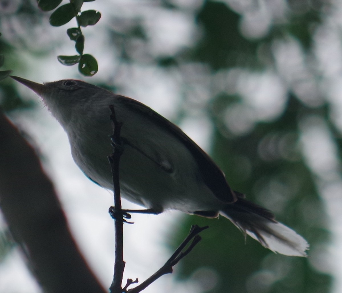 Blue-gray Gnatcatcher - ML643375303