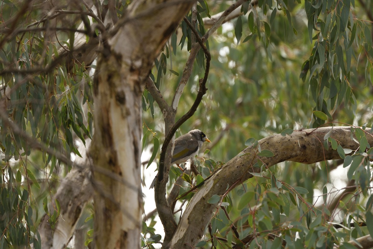 Noisy Miner - ML643375304