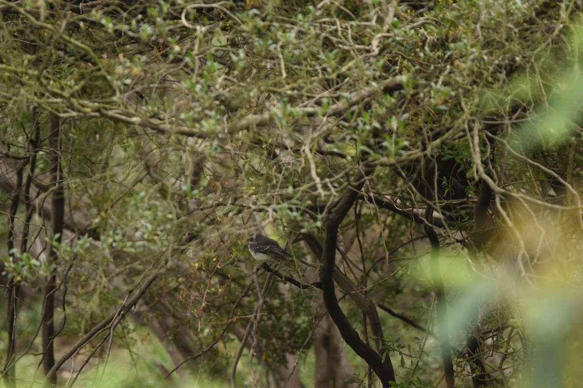 Gray Fantail - ML643375315