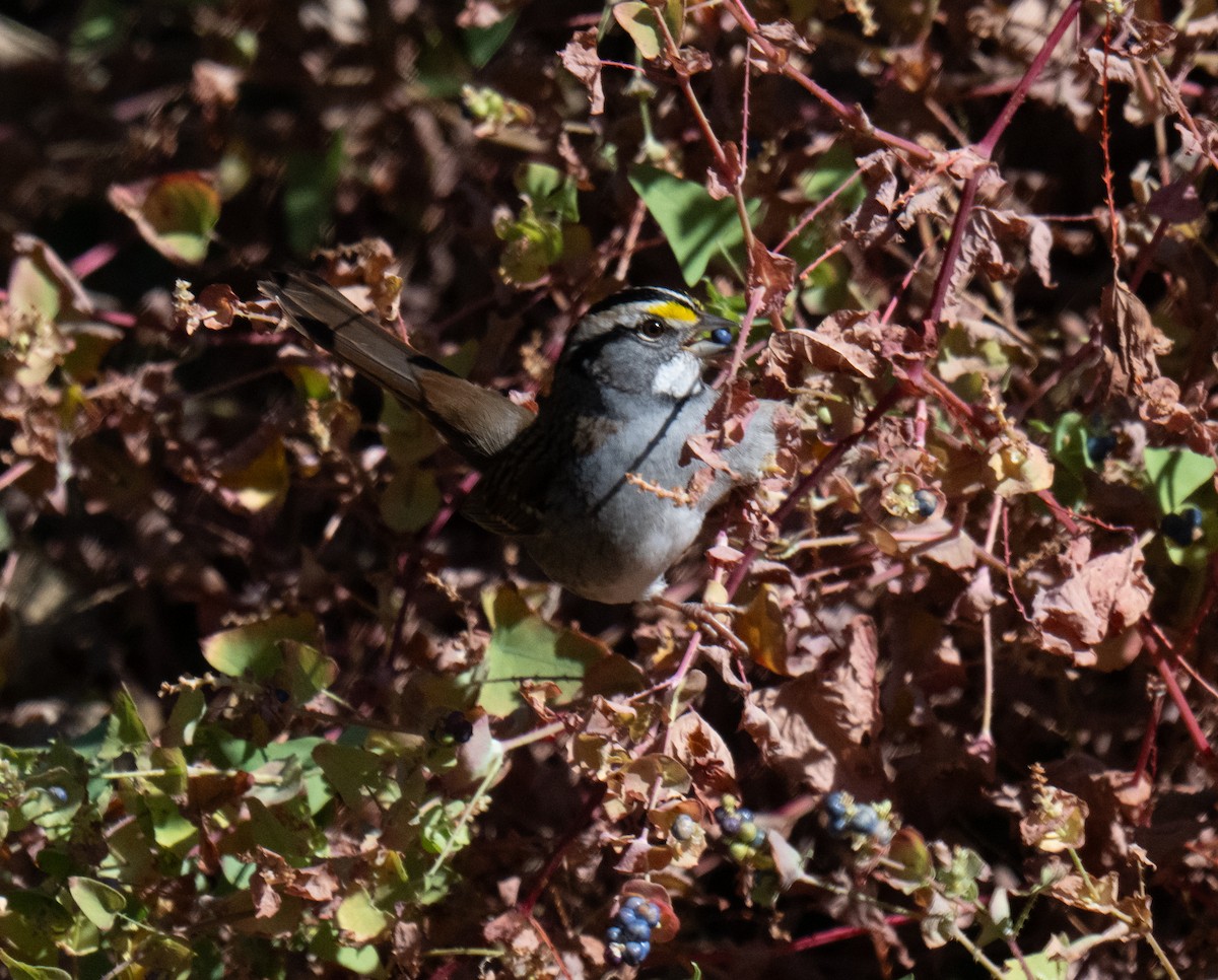 White-throated Sparrow - ML643375330
