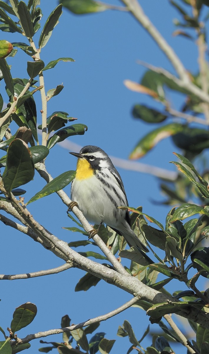 Yellow-throated Warbler - ML643375363