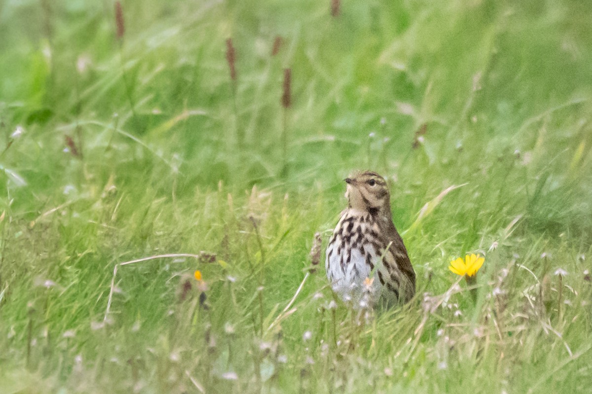 Pipit à dos olive - ML643375367
