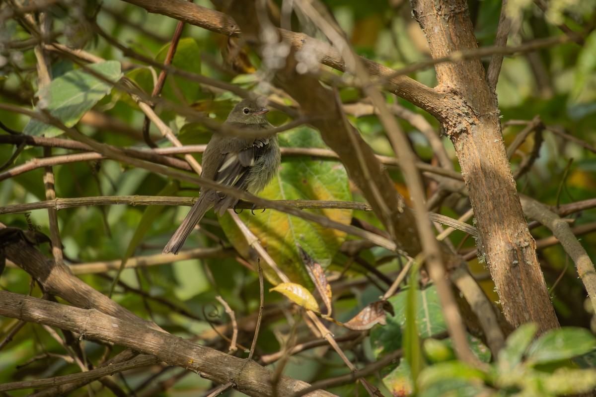 Mountain Elaenia - ML643375368