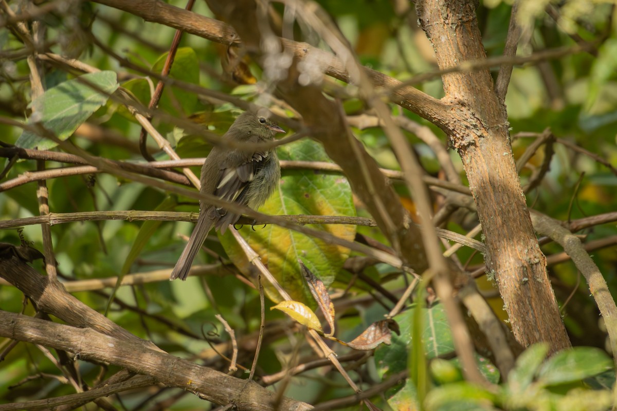 Mountain Elaenia - ML643375369