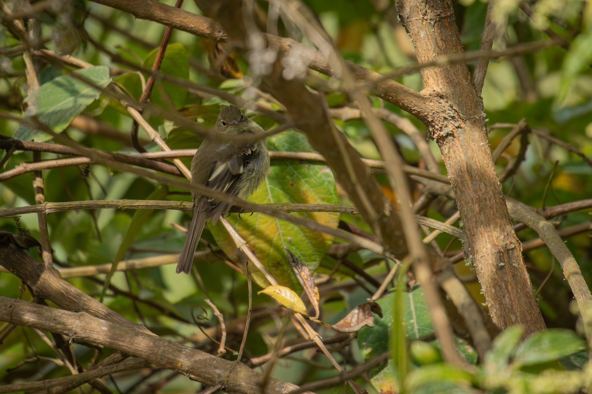 Mountain Elaenia - ML643375370