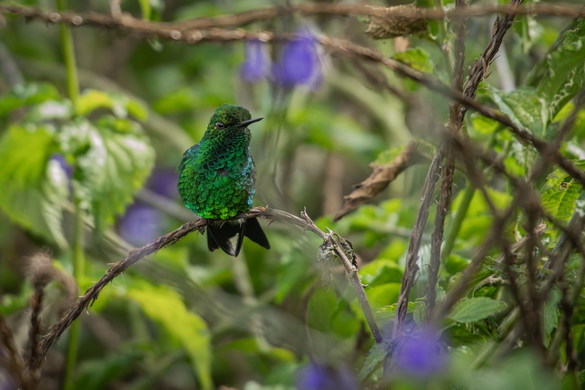 Western Emerald - ML643375404