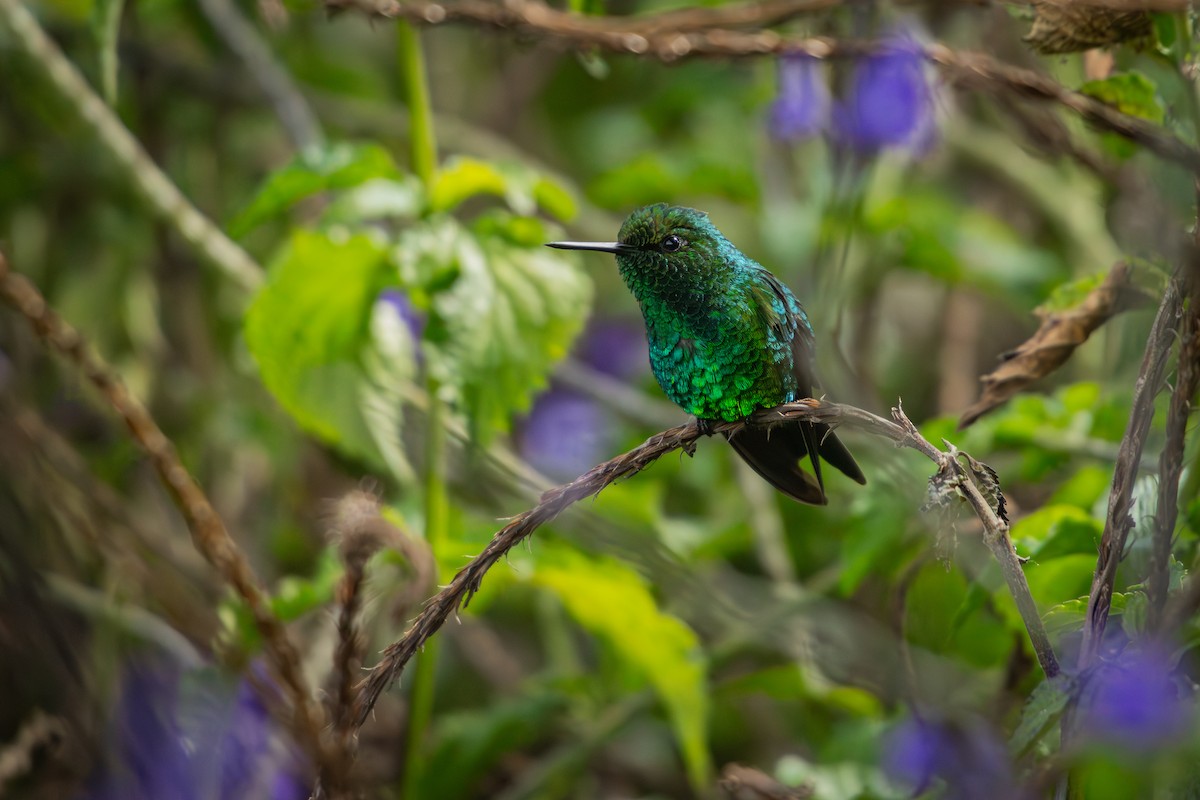Western Emerald - ML643375405