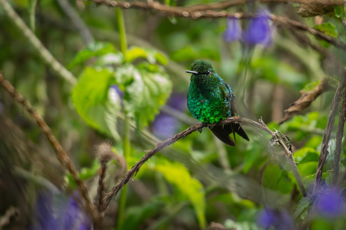 Western Emerald - ML643375407